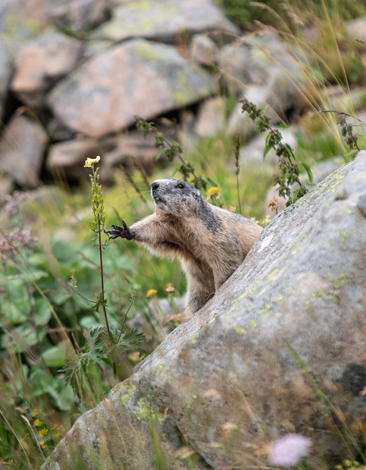 Marmotte parmi les rochers et les fleurs alpines du vallon du Lauzanier